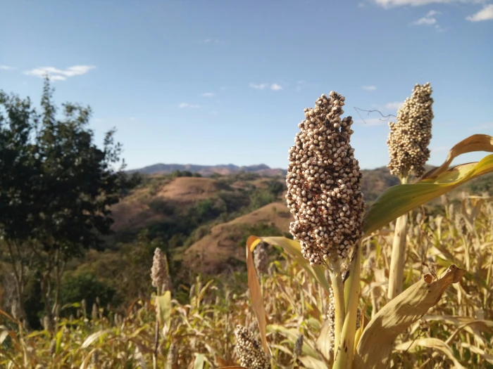 image de SOPRALU SARL - exportateur de cacao et produits agricoles